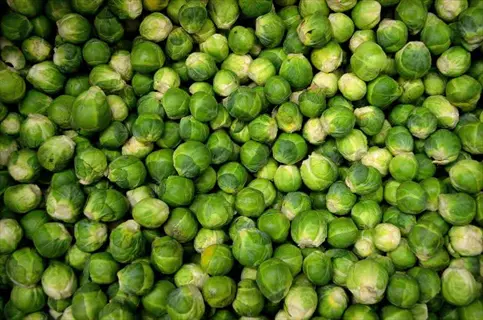 fresh brussels sprouts with vibrant green color and slight variations, tightly packed together