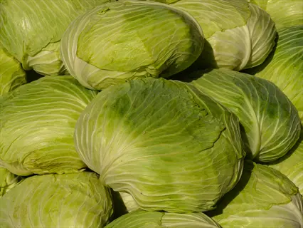 fresh cabbage heads with textured green leaves piled together