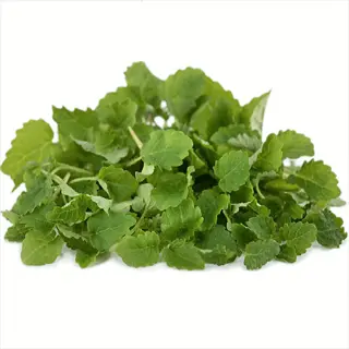 fresh lemon balm leaves pile - lemon balm vegetables (prepared dishes) not shown but could enhance vegetable recipes