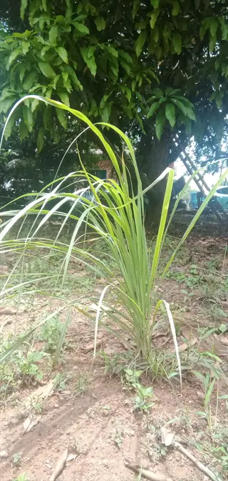 fresh lemongrass plant with long green blades growing in natural outdoor setting with trees and soil