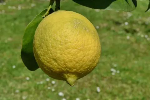 fresh lemons citrus fruit hanging on a tree branch with green leaves, grassy background