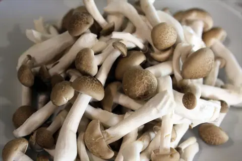 fresh mushrooms varieties with light brown caps and white stems piled together on plate