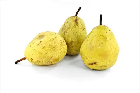 fresh pears fruits with yellow-green skin and brown stems against white background