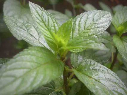 fresh peppermint leaves with vibrant green serrated foliage