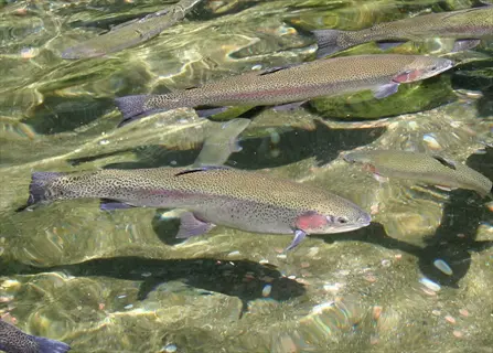 fresh rainbow trout swimming in crystal-clear water with sunlight reflections, showing multiple fish with distinctive pink lateral stripes