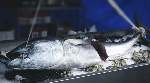 fresh yellowfin tuna displayed on ice with oysters at a seafood market stall