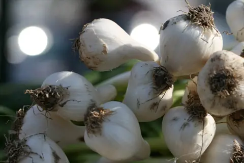 freshly harvested garlic bulbs with roots and soil residue clustered together in a field setting, soft bokeh background