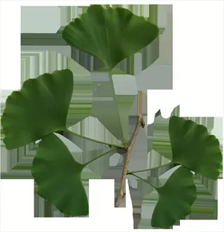 ginkgo biloba leaves with characteristic fan-shaped, bilobed green foliage on a stem