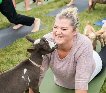 goat therapy session: woman smiling during outdoor yoga with a friendly brown-and-white goat nuzzling her cheek, other goats nearby on grassy field