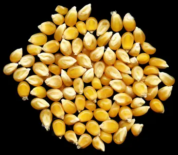 golden corn kernels (containing zeaxanthin) arranged on black background