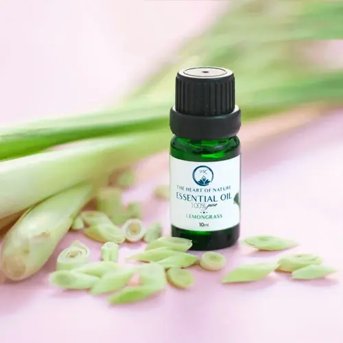green lemongrass essential oil bottle with fresh stalks and sliced pieces on pink background