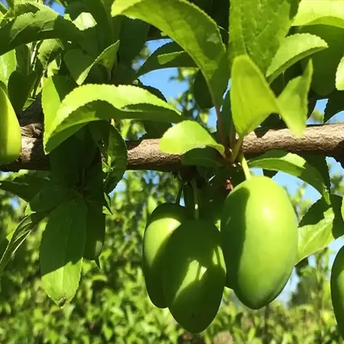 green plum fruits ripening on a tree branch - flavonoid rich foods