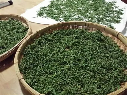 green tea leaves spread for drying on bamboo trays and a white cloth during processing