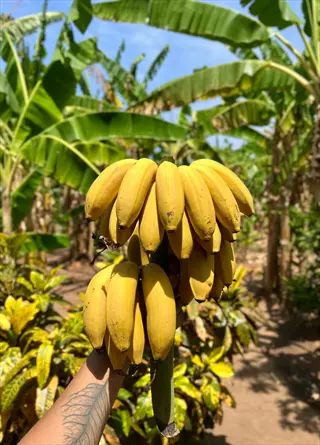 hand holding a bunch of ripe yellow bananas in a tropical banana plantation