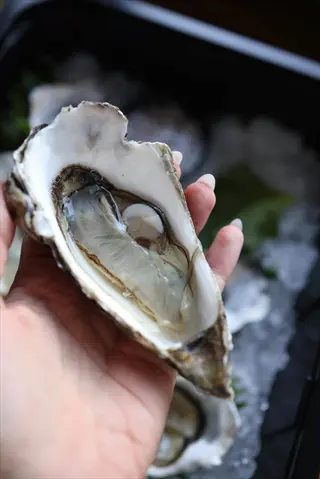 hand holding a fresh oyster in shell with other oysters on ice bed at seafood market