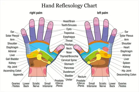 hand reflexology chart showing labeled zones on right/left palms for body parts, including small intestine hand point