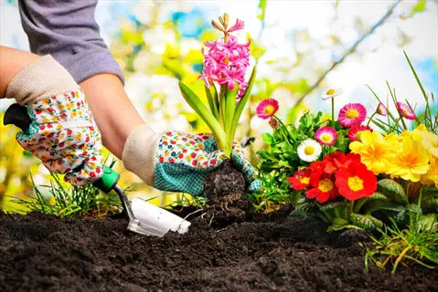 hands in floral gardening gloves planting flowers with trowel in soil among colorful blooms