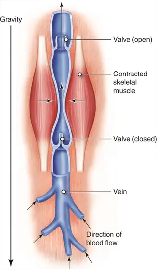 healthy blood vessels mechanism: vein valve function with contracted skeletal muscle showing open/closed valves, gravity counteraction, and directional blood flow arrows