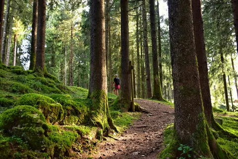 hiker on a forest bathing path surrounded by towering trees and mossy terrain in a sunlit woodland