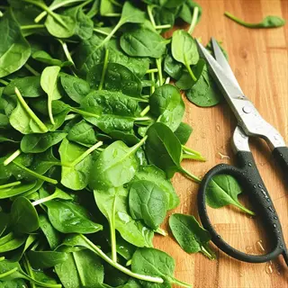 hydration-packed fresh spinach leaves with water droplets beside kitchen scissors on a wooden cutting board