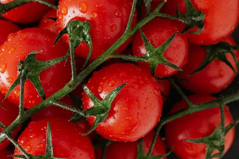 hydration-rich ripe tomatoes on the vine with glistening water droplets, showcasing vibrant red color and fresh green stems