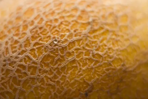 hydration ripe cantaloupe: close-up macro view of textured orange rind with characteristic net pattern