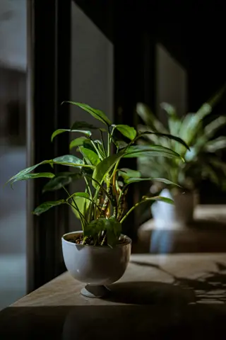 indoor plants basking in sunlight by a window - sanctuary creation