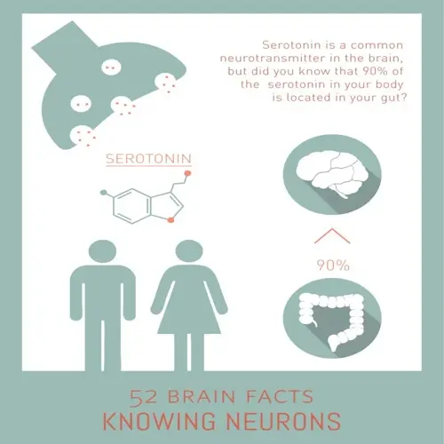 infographic: 90% of serotonin (neurotransmitter) is in the gut, highlighting gut-brain connection. features brain/gut icons, chemical structure, and '52 brain facts' header