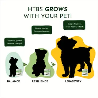 infographic: htbs pet health stages from balance to longevity support, showing dog silhouettes with joint/brain/vitality benefits and supplement jars