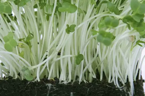 kale magnesium food: close-up of young mineral-rich microgreens with slender stems and small green leaves growing in soil