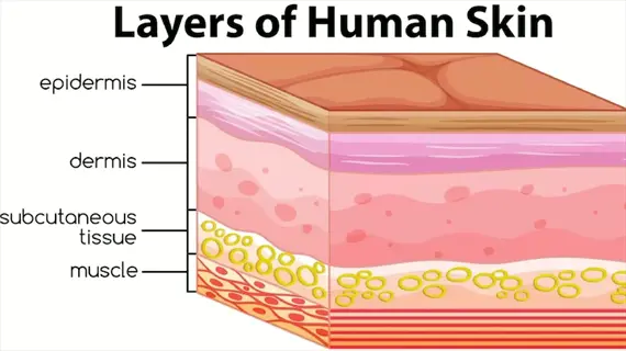 labeled skin layers cross section: epidermis, dermis, subcutaneous tissue, and underlying muscle. arachidonic acid (aa) is a key phospholipid component in skin cell membranes