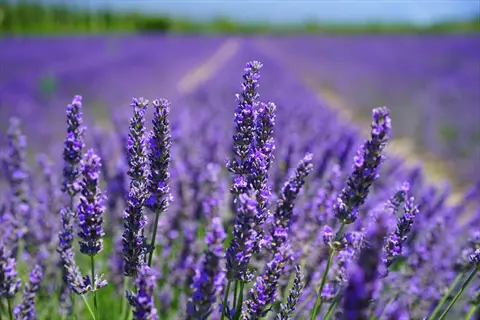 lavender field with vibrant purple flower spikes stretching into the distance under a clear sky