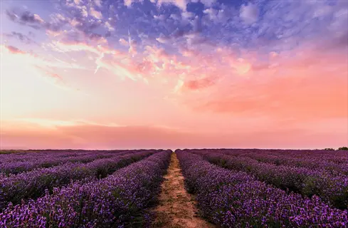 lavender flowers field at sunset - rows of blooming purple lavender under a vibrant pink and purple sky with fluffy clouds
