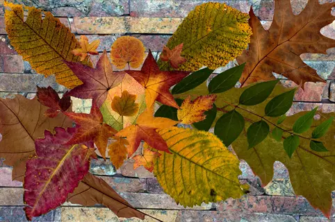 leaf arrangement art: vibrant autumn foliage in reds, oranges, yellows and greens arranged on a stone brick wall, embodying nature art