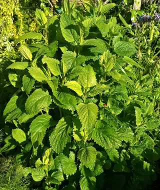 lemon balm leaves: lush cluster of vibrant green serrated foliage growing in sunny garden