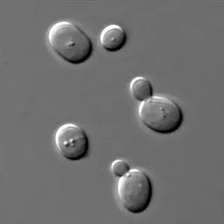 light microscopic view of saccharomyces unisporus yeast cells showing budding and oval morphology
