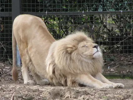 lion demonstrating lion breath exercise pose with forward stretch, open mouth, and extended tongue in zoo habitat