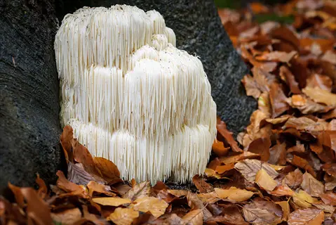 lion's mane mushrooms (sunlight vitamind mushrooms) growing on a tree trunk among autumn leaves in a forest