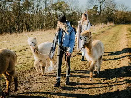 llama walking therapy: women walking with friendly alpacas on a sunny rural trail during animal-assisted therapy session