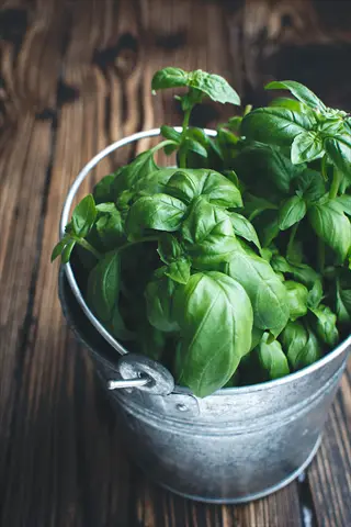 lush fresh basil leaves overflowing a metal bucket on rustic wooden surface