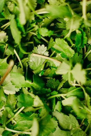 lush green cilantro fresh herbs with textured leaves