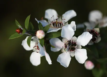 manuka bush flowers: cluster of white blooms with dark centers visited by a bee, green foliage on blurred background