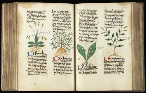 medieval herbal medicine manuscript open to botanical illustrations of plants with roots, featuring latin script annotations and decorated initials on aged parchment