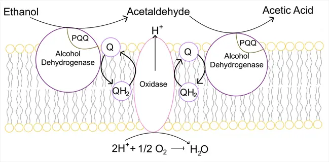 metabolic pathway of acetobacter bacteria: ethanol oxidation to acetaldehyde/acetic acid via alcohol dehydrogenase (pqq), quinone (q/qh₂) electron carriers, and oxidase enzyme