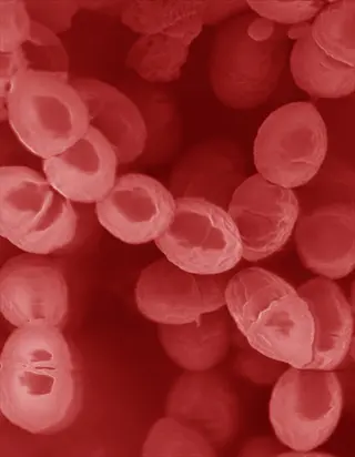 microscopic view of lactococcus lactis bacteria: spherical cocci in clusters with gram-stained red appearance