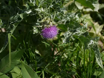 milk thistle plant with purple flower head, white-veined leaves, and surrounding greenery in a natural setting