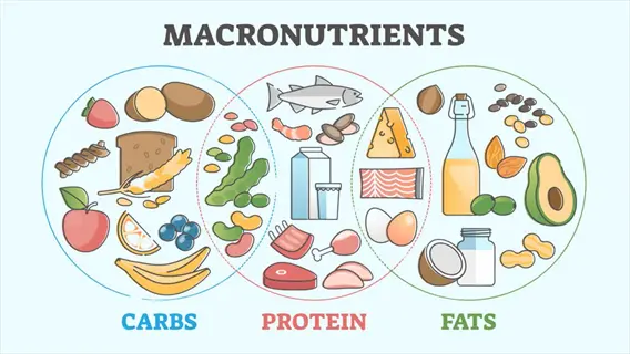 mindful eating guide: macronutrient infographic showing carbs (fruits, grains), protein (fish, dairy, meat), and fats (oils, nuts, avocado) for nutritional awareness