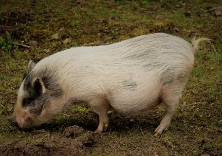 miniature pig therapy: a pot-bellied pig with white and gray patches grazing on grassy terrain in a natural outdoor setting