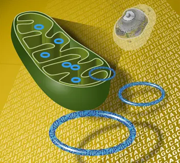 mitochondria energy production: 3d illustration showing mitochondrion (with cristae), circular mitochondrial dna (mtdna), and background dna/rna sequences, representing cellular respiration and genetic regulation of atp synthesis