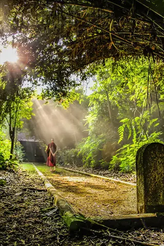monk in maroon robes walking slowly along a forest path under sunlight streaming through bamboo arch, practicing walking meditation focus in a serene natural setting